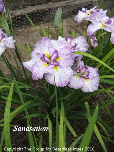 37 Sandsation (2)